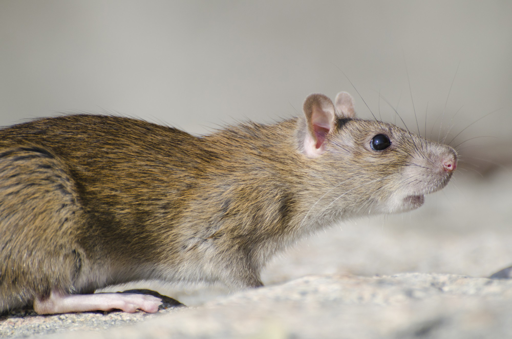 eliminar ratas y ratones zaragoza