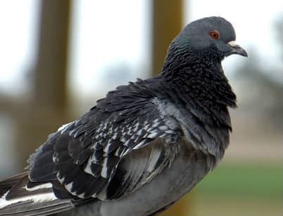 control de palomas