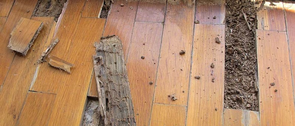 Prevención de las termitas: Consejos para interiores